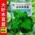 大叶木耳菜种子大圆叶厚叶木耳菜种籽耐抽苔高产四季蔬菜种孑