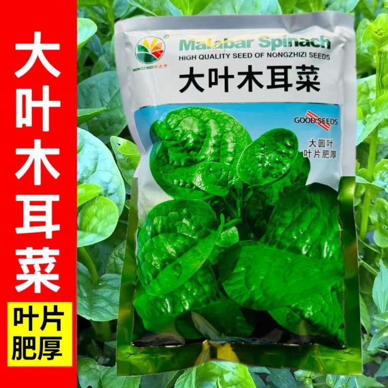 大叶木耳菜种子大圆叶厚叶木耳菜种籽耐抽苔高产四季蔬菜种孑