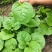 大叶木耳菜种子大圆叶厚叶木耳菜种籽耐抽苔高产四季蔬菜种孑