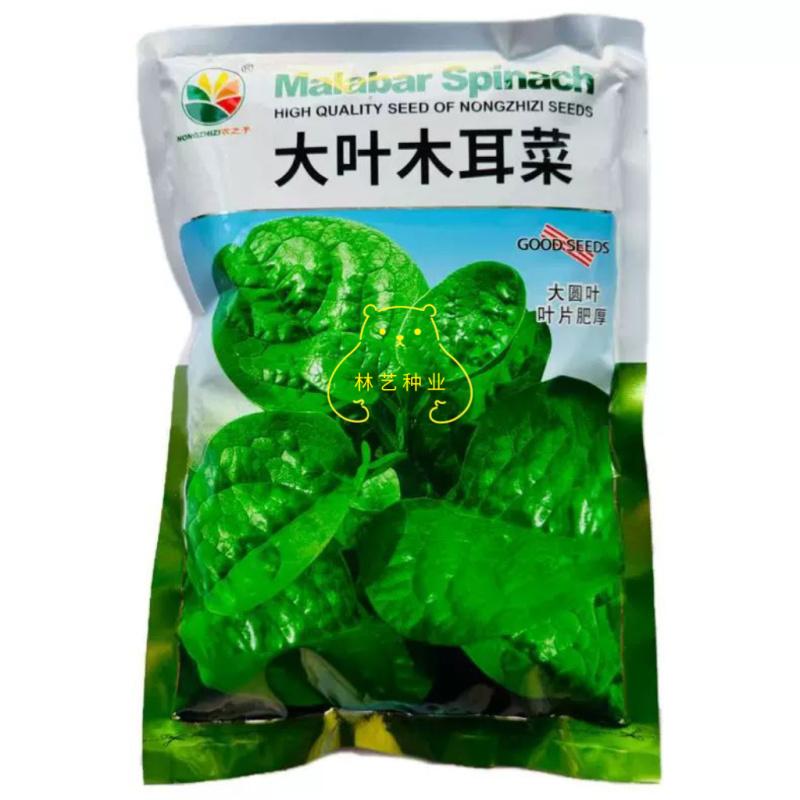 大叶木耳菜种子大圆叶厚叶木耳菜种籽耐抽苔高产四季蔬菜种孑
