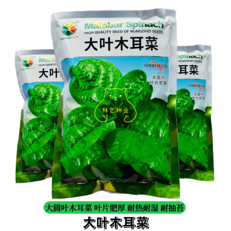 大叶木耳菜种子大圆叶厚叶木耳菜种籽耐抽苔高产四季蔬菜种孑