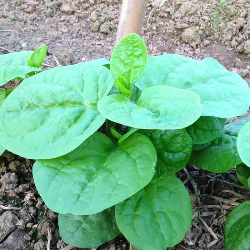 大叶木耳菜种子大圆叶厚叶木耳菜种籽耐抽苔高产四季蔬菜种孑
