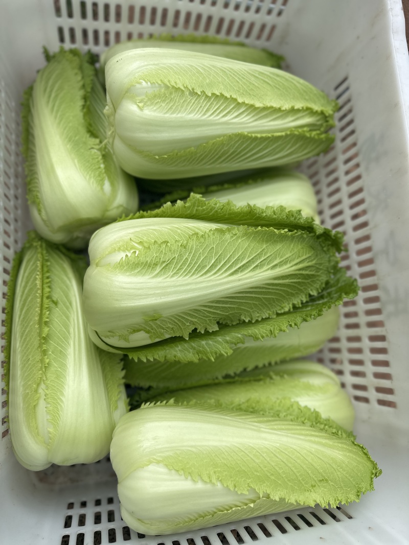 云南龙芽白菜
