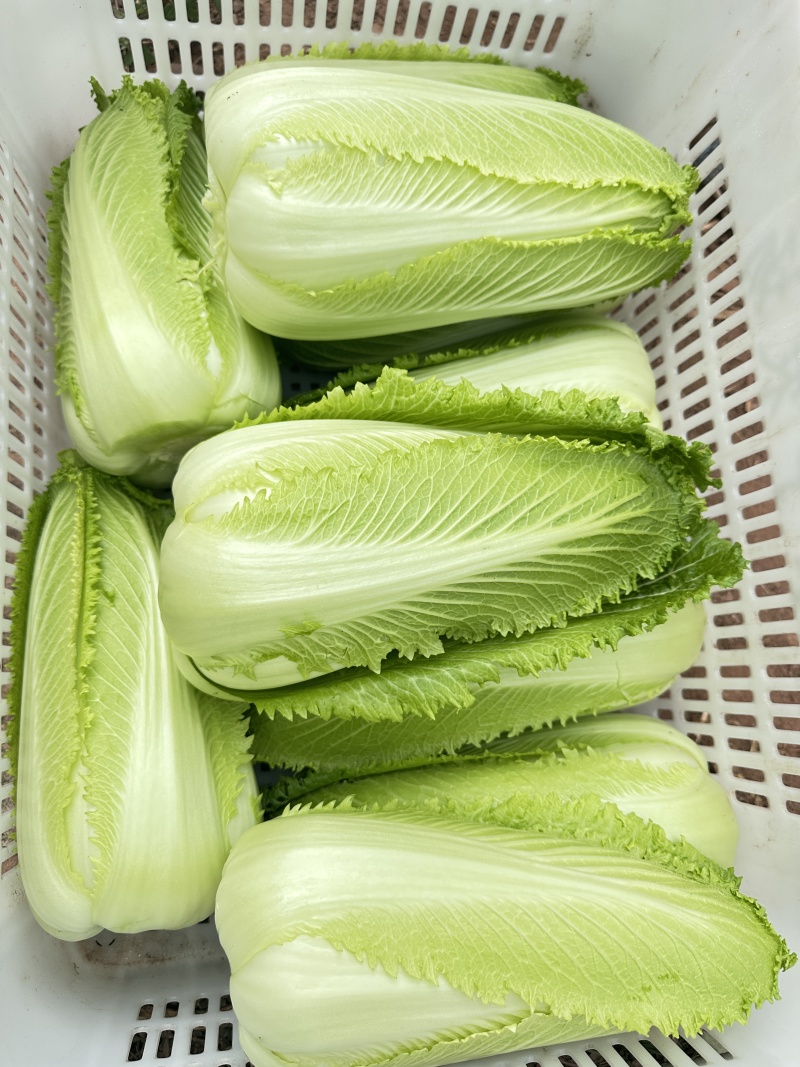 云南龙芽白菜