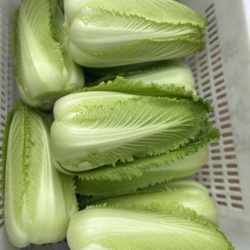 云南龙芽白菜