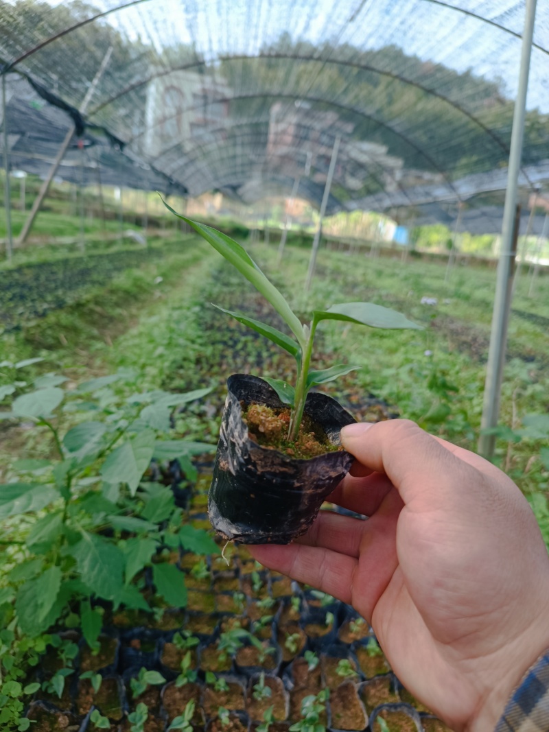 益智仁苗全国统售
