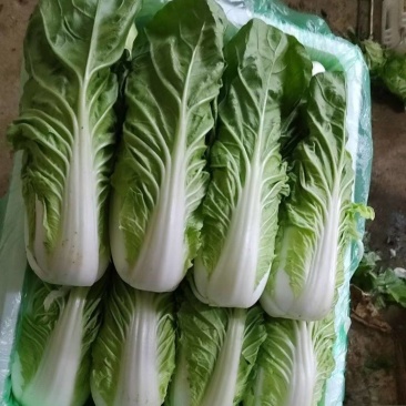 黄白