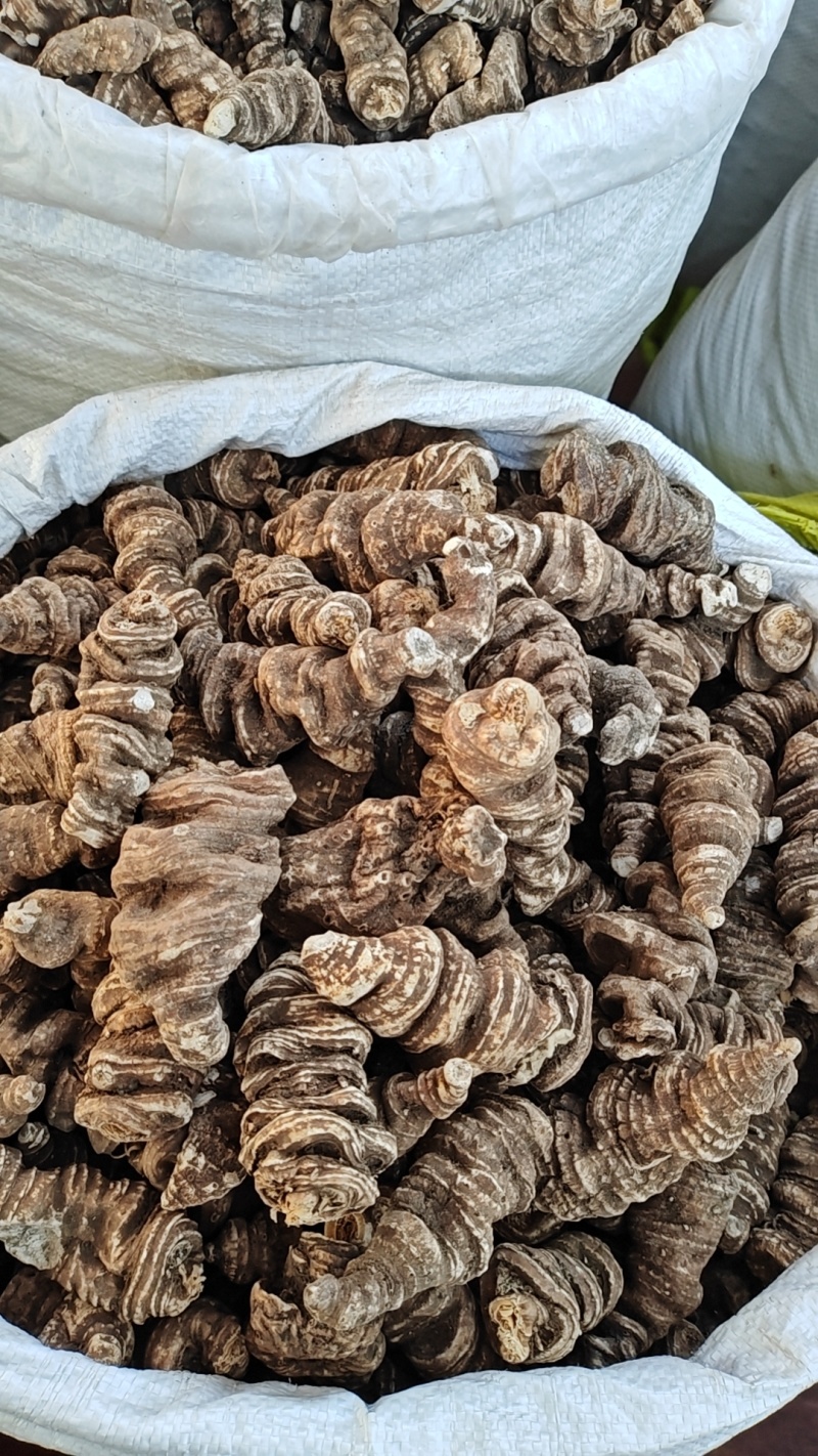 七叶一枝花蚤休重楼