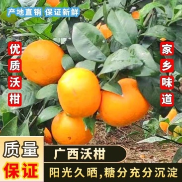 【推荐】广西武鸣沃柑大量上市中对接商超团购电商一条龙