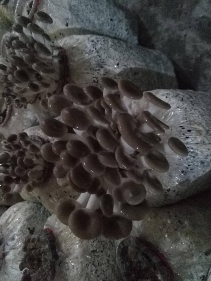 秀珍菇菌种供应秀珍菇母种原种栽培种出菇菌包