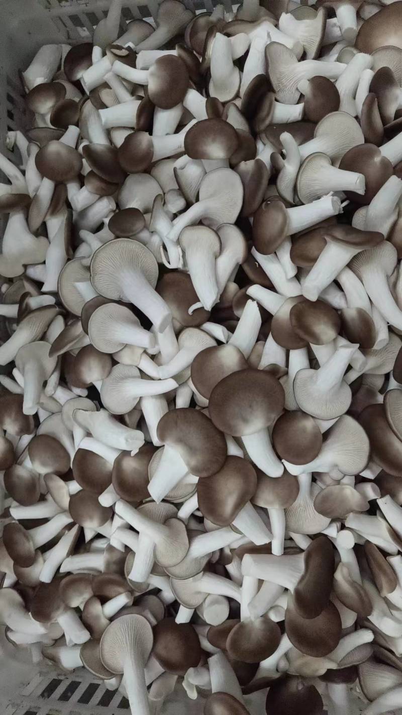秀珍菇菌种供应秀珍菇母种原种栽培种出菇菌包