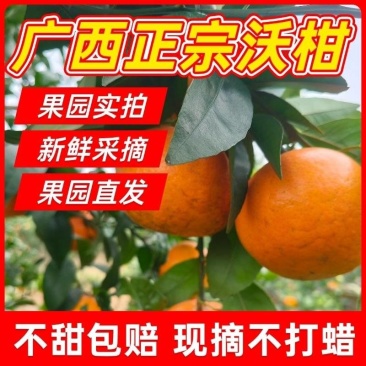 『精选』广西武鸣沃柑对接商超电商团购供应链一条龙服务