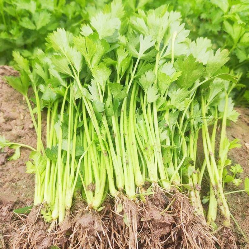 黄嫩小香芹种子四季小芹菜种子高产大田菜园栽培种植