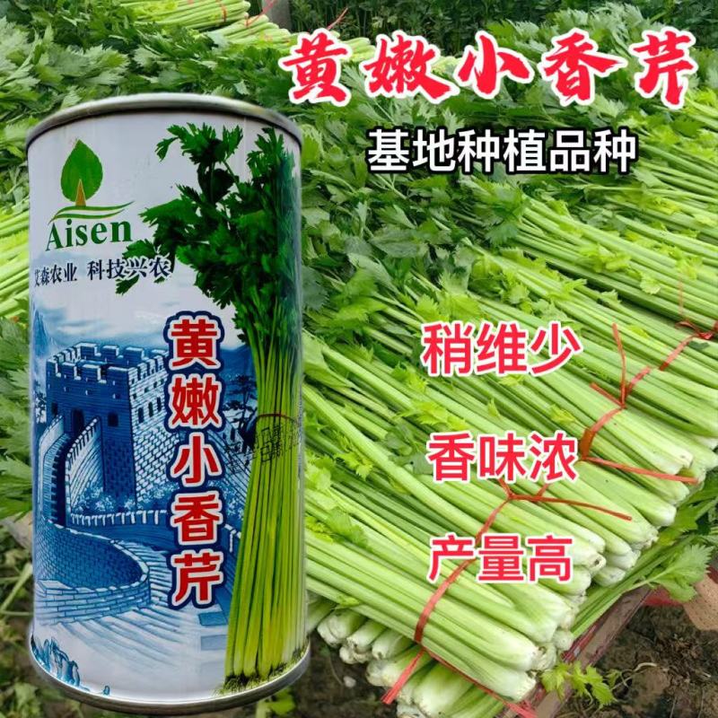 黄嫩小香芹种子四季小芹菜种子高产大田菜园栽培种植