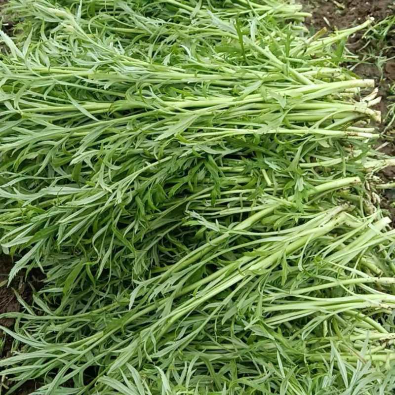 现割现发〈芦蒿〉不泡水，6小时内到货