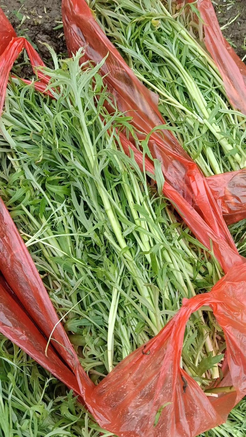 现割现发〈芦蒿〉不泡水，6小时内到货