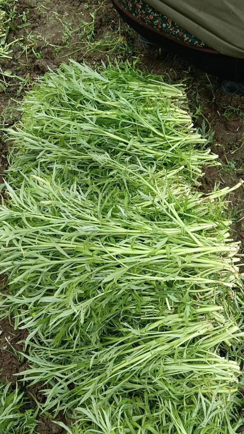 现割现发〈芦蒿〉不泡水，6小时内到货