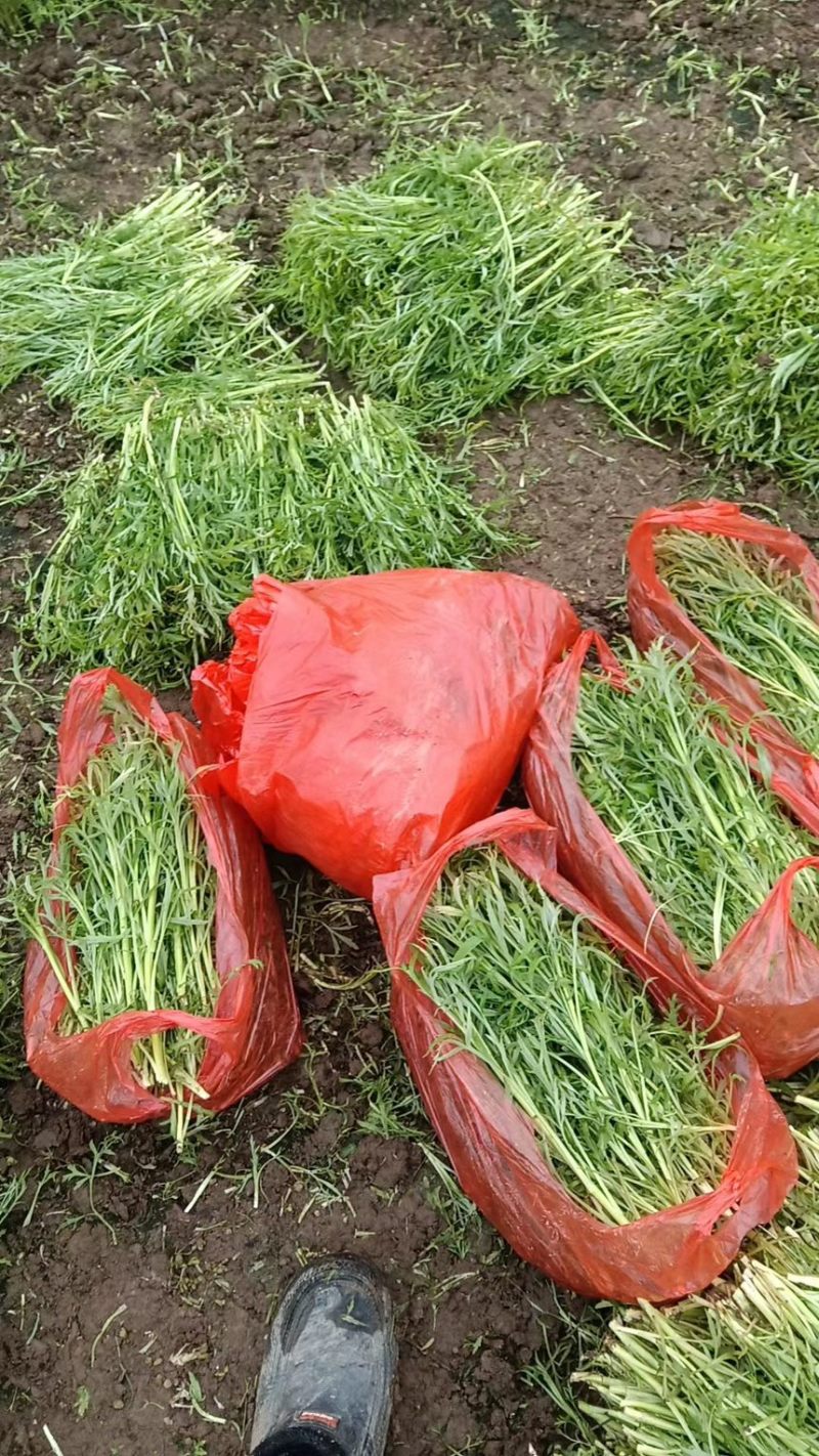 现割现发〈芦蒿〉不泡水，6小时内到货