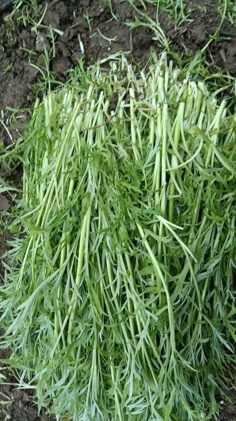 现割现发〈芦蒿〉不泡水，6小时内到货