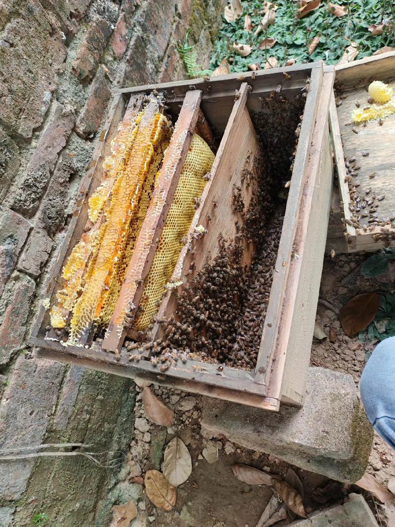 一年取一次无蔗糖蜂蜜