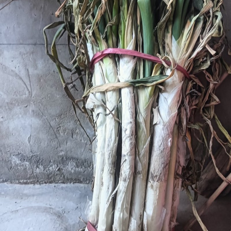 长白大葱