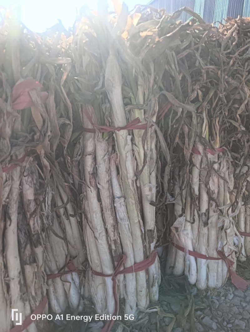 长白大葱