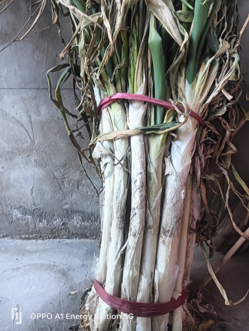 长白大葱