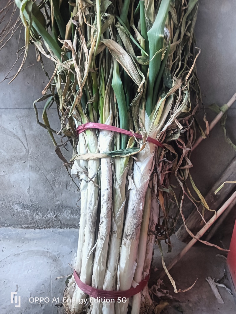 长白大葱