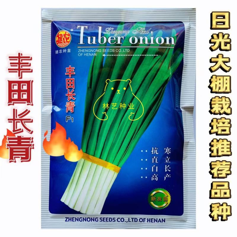 丰田长青宽叶韭菜种子高产抗病耐寒不休眠白根韭菜种籽春秋季
