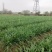 中华韭霸韭菜种子高产耐寒不休眠四季蔬菜种籽农家春秋季韭菜