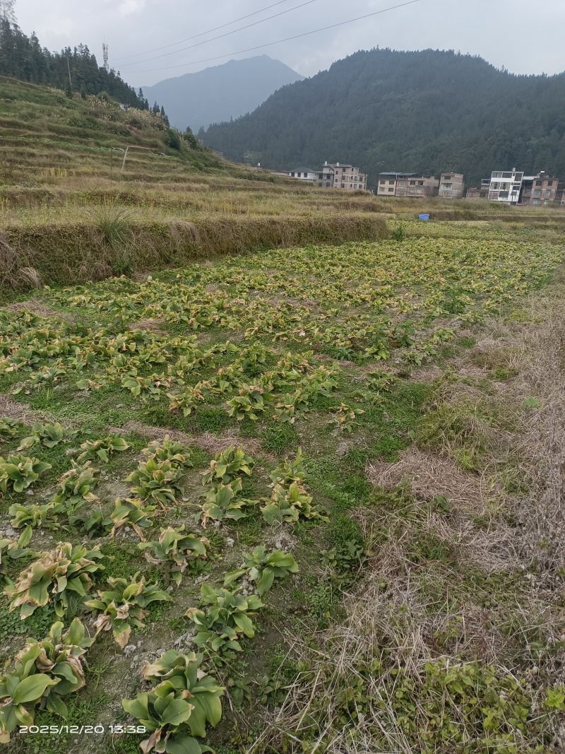 沙姜出售，总量四十亩