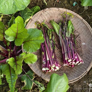 湖北正宗洪山紫菜苔，御品同源。