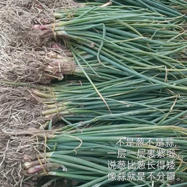优质洋葱苗20-30cm,青鲜健壮根系发达一手货源现挖现