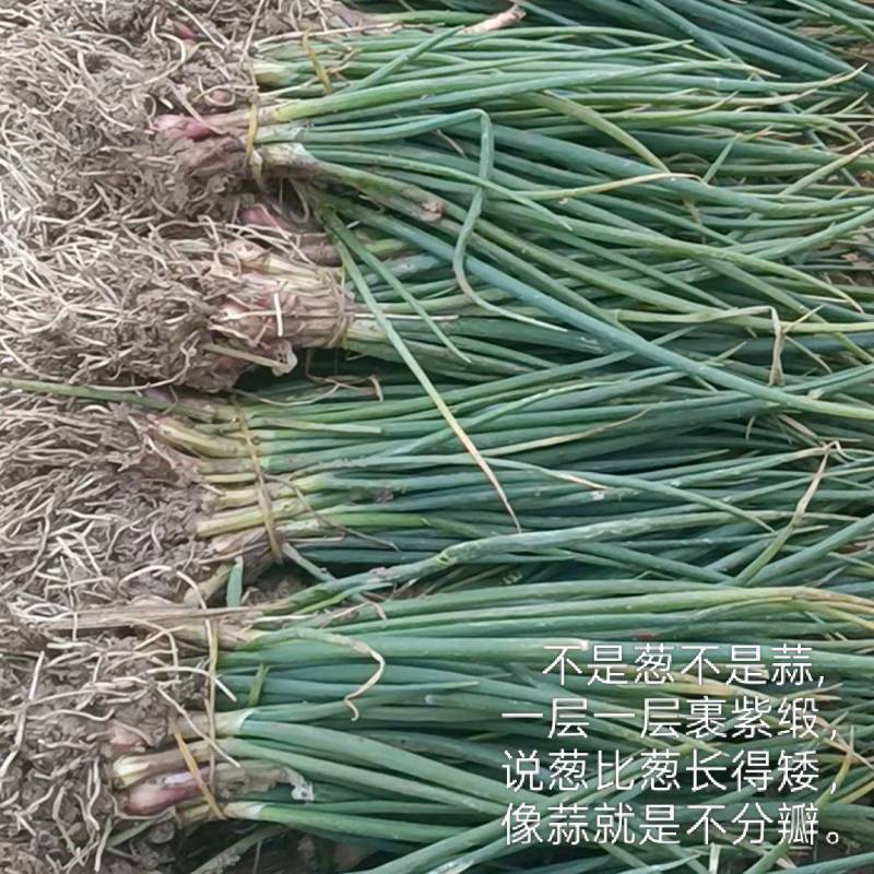 优质洋葱苗20-30cm,青鲜健壮根系发达一手货源现挖现