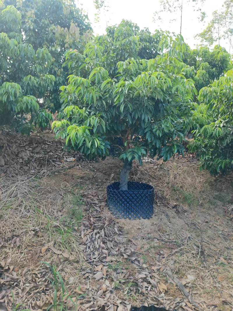 荔枝苗