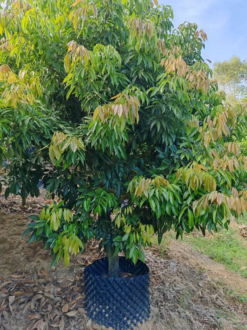 荔枝苗