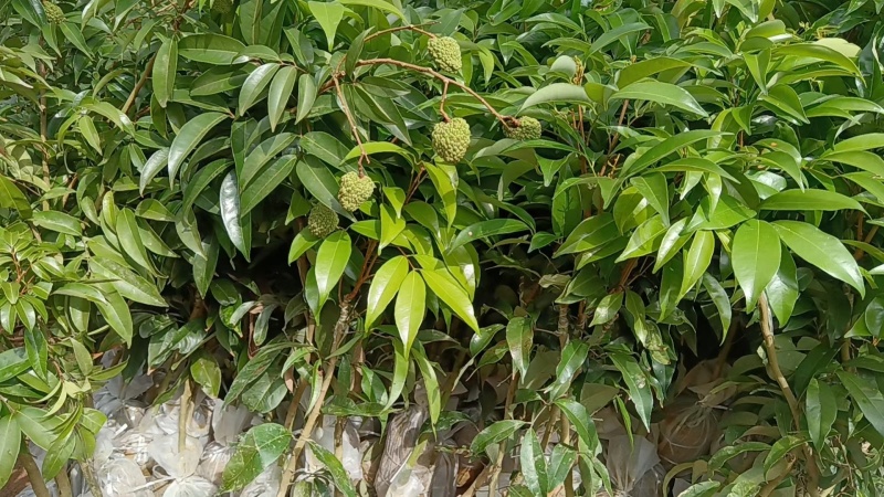 荔枝苗