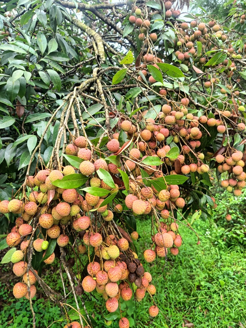 荔枝苗