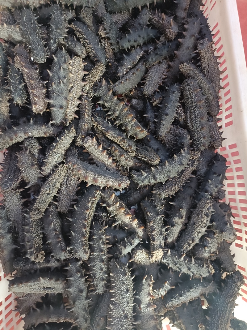 半干海参，拉缸盐海参，盐渍海参，深海捕捞