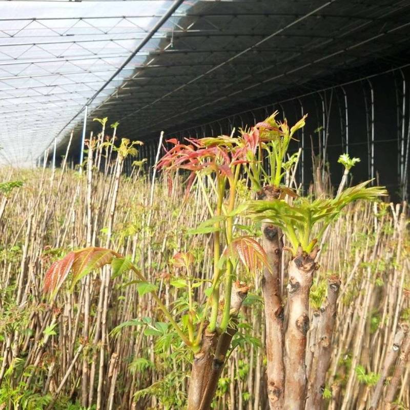 鸡冠红红油香椿大棚椿芽上市倒计时