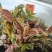 鸡冠红红油香椿大棚椿芽上市倒计时