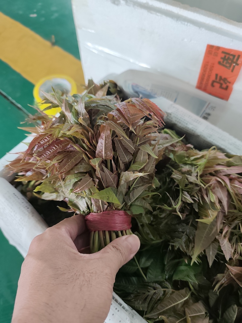 鸡冠红红油香椿大棚椿芽上市倒计时