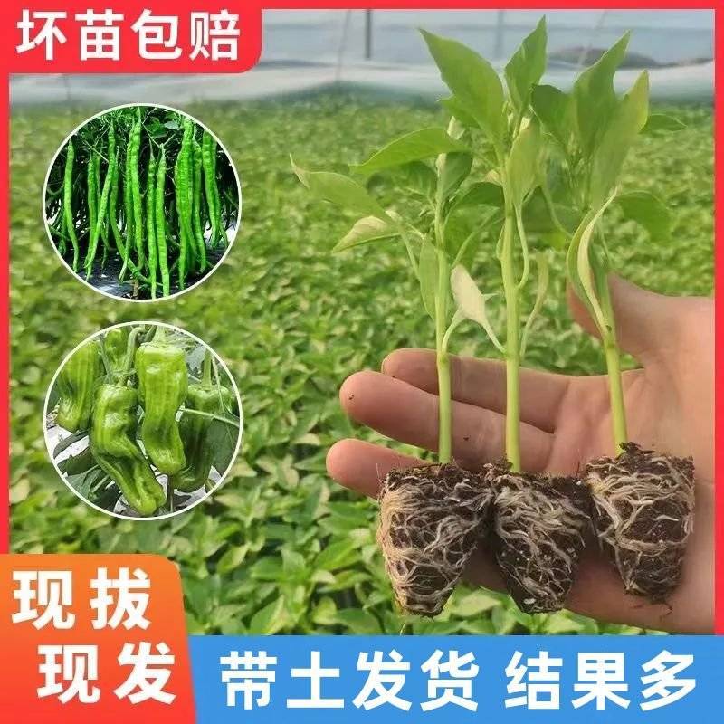 大户专用四季高产辣椒秧苗长线椒螺丝椒薄皮椒牛角椒美人椒辣