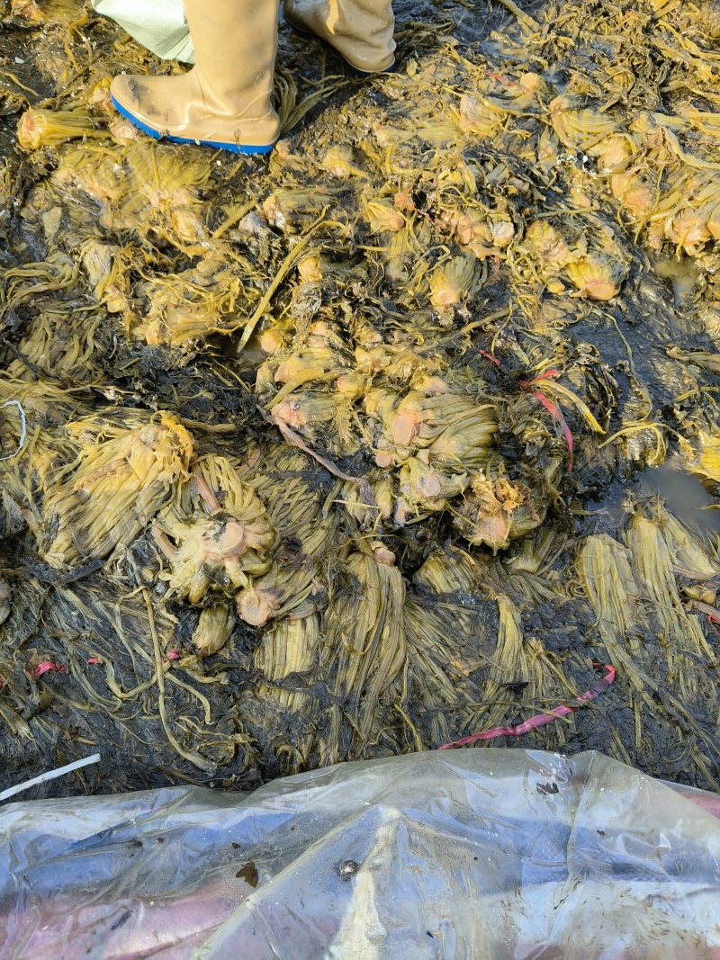 【腌芥菜】雪里红雪菜泡酱腌菜第三方检测合格