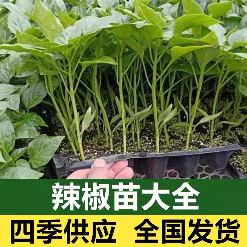 大户专用四季高产辣椒秧苗长线椒螺丝椒薄皮椒牛角椒美人椒辣