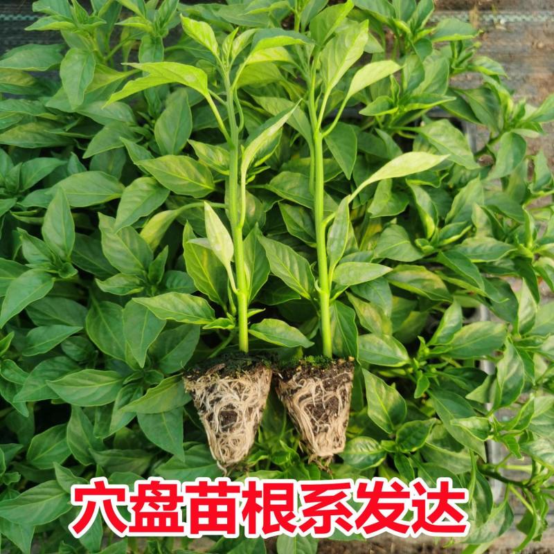 大户专用四季高产辣椒秧苗长线椒螺丝椒薄皮椒牛角椒美人椒辣