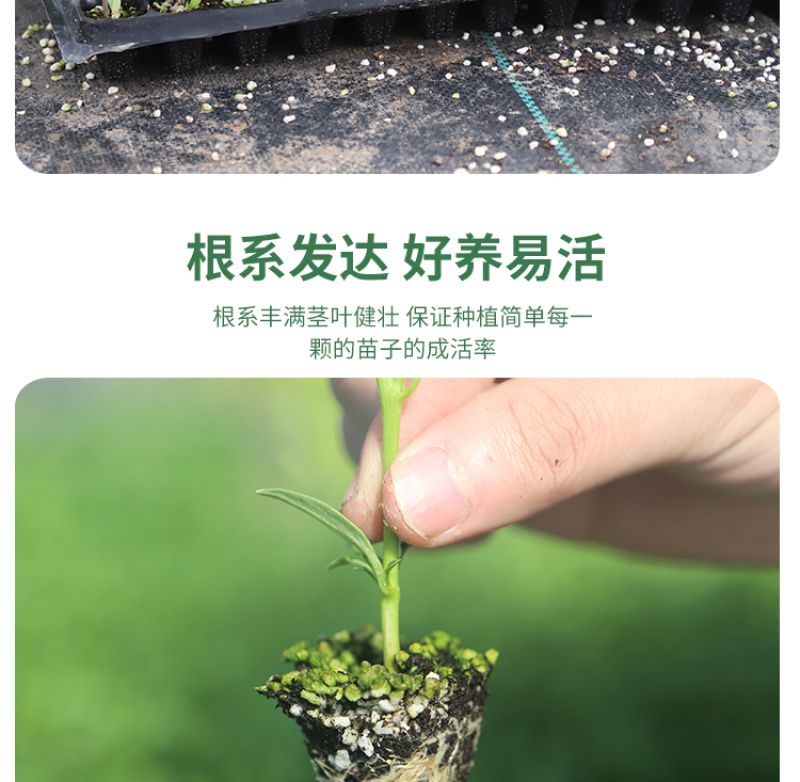 大户专用四季高产辣椒秧苗长线椒螺丝椒薄皮椒牛角椒美人椒辣