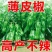 大户专用四季高产辣椒秧苗长线椒螺丝椒薄皮椒牛角椒美人椒辣