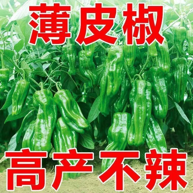 大户专用四季高产辣椒秧苗长线椒螺丝椒薄皮椒牛角椒美人椒辣