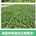 大户专用四季高产辣椒秧苗长线椒螺丝椒薄皮椒牛角椒美人椒辣